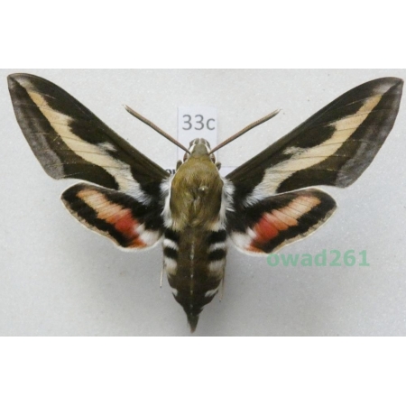 Hyles gallii (Rottemburg, 1775) Czech 63mm33c